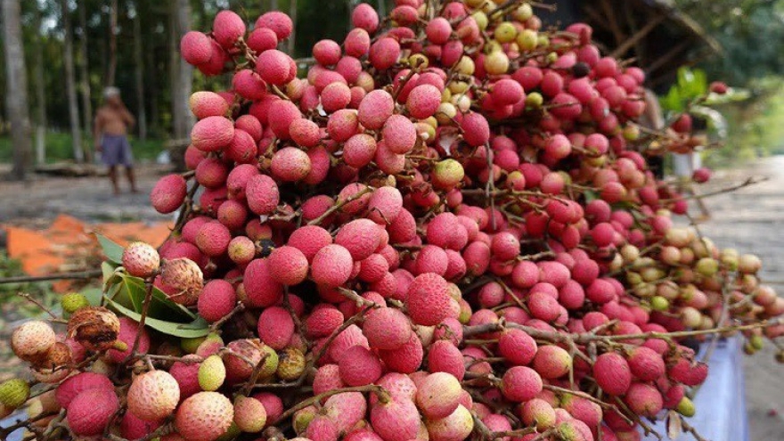 Loại quả dại trước chín đỏ rừng không ai hái, giờ thành đặc sản